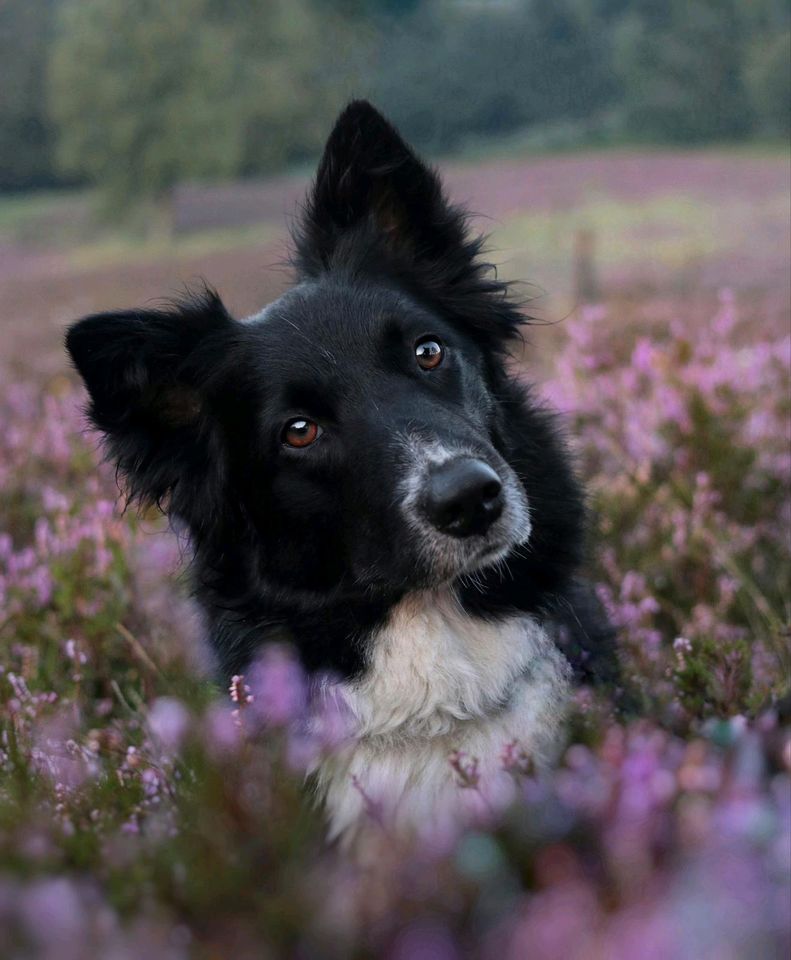 MIRLA Border Collie Hündin Tierschutz Hund in Witzenhausen