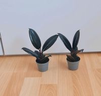 Gummibaum / Ficus Elastica Robusta | Zimmerpflanze Bayern - Neu Ulm Vorschau