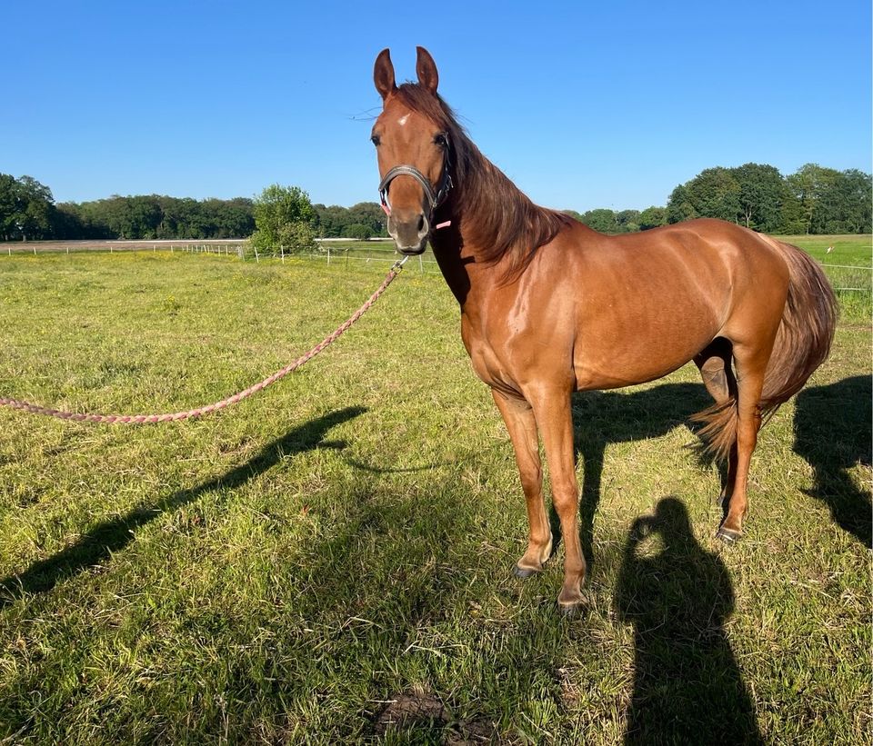 Schicke Kleinpferde Stute in Varrel