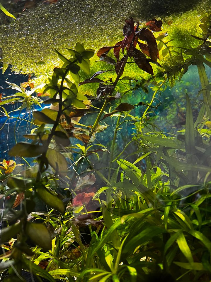 Aquarium Pflanze Ludwigia repens 'Rubin' Tropica in Gotha