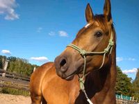 Zuchtstute/Beisteller/Bodenarbeitspferd Painthorse Brandenburg - Ahrensfelde Vorschau