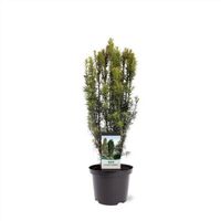 NEU: Säulen-Eibe Taxus baccata 'Fastigiata' 80-100cm Nordrhein-Westfalen - Nordkirchen Vorschau