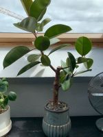 Ficus inkl. Topf Berlin - Mitte Vorschau