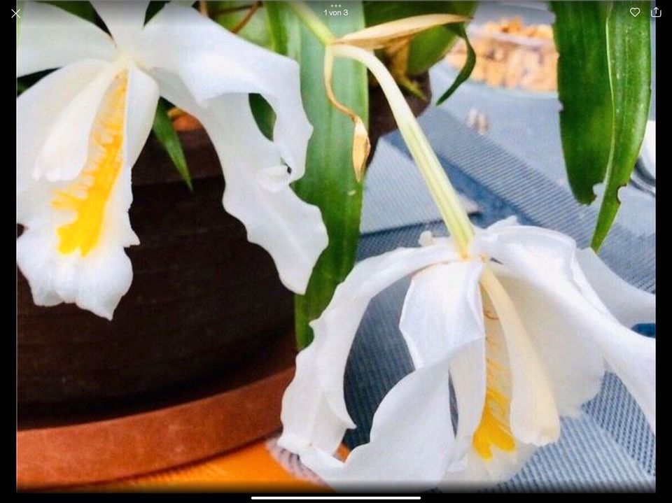 coelogyne cristata in Bad Friedrichshall