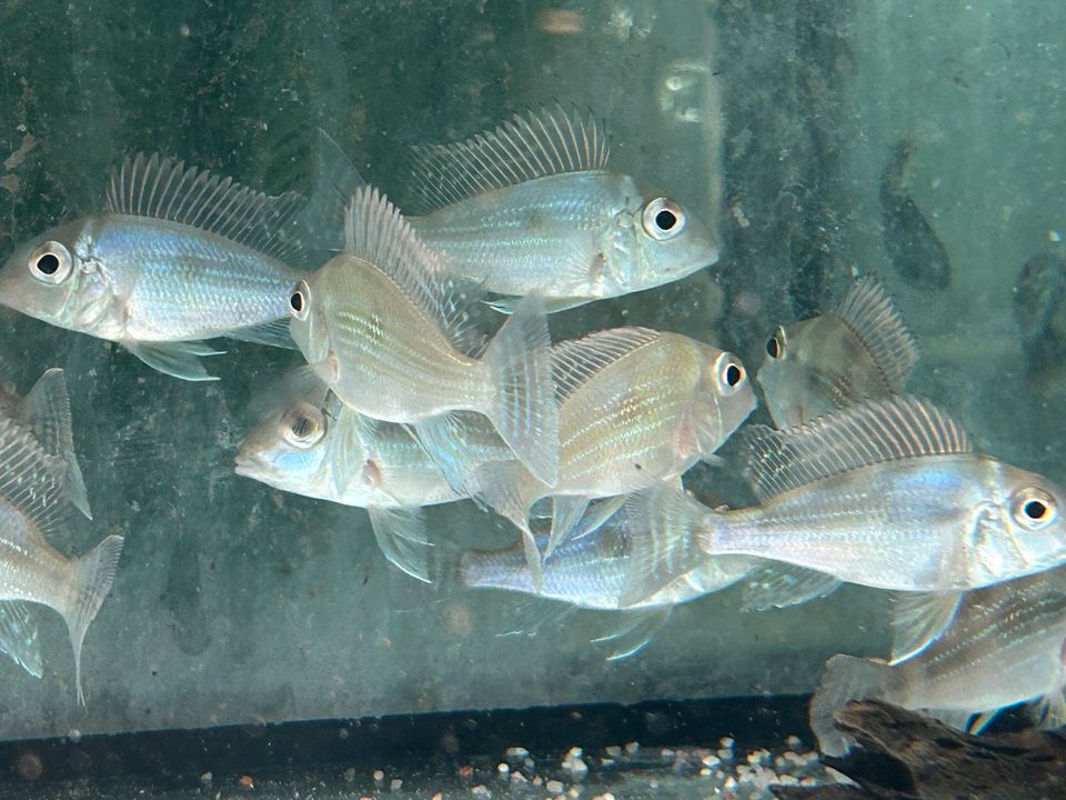 Geophagus sveni Rio Araguaia 5-6cm Erdfressers in Rangendingen