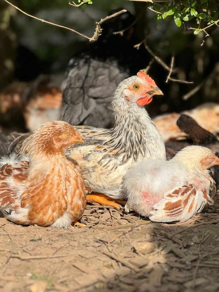 OLIVLEGER Hahn Henne Jungtiere Küken Hühner in Hünfelden