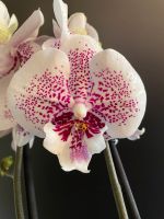 Orchidee Phalaenopsis Big Lip Sachsen-Anhalt - Magdeburg Vorschau