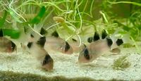 Corydoras panda - Panda Panzerwelse Hessen - Riedstadt Vorschau