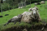 Heidschnucken (Schafe)  1-4 Jahre abzugeben. Nordrhein-Westfalen - Eslohe Vorschau
