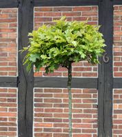 Hochstamm Kugel Sumpf Eiche Green Dwarf 40-60cm Quercus palustris Niedersachsen - Bad Zwischenahn Vorschau