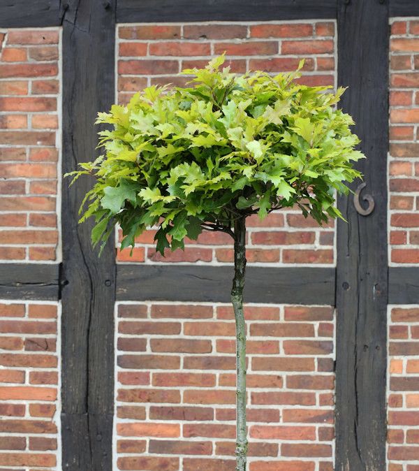 Hochstamm Kugel Sumpf Eiche Green Dwarf 40-60cm Quercus palustris in Bad Zwischenahn