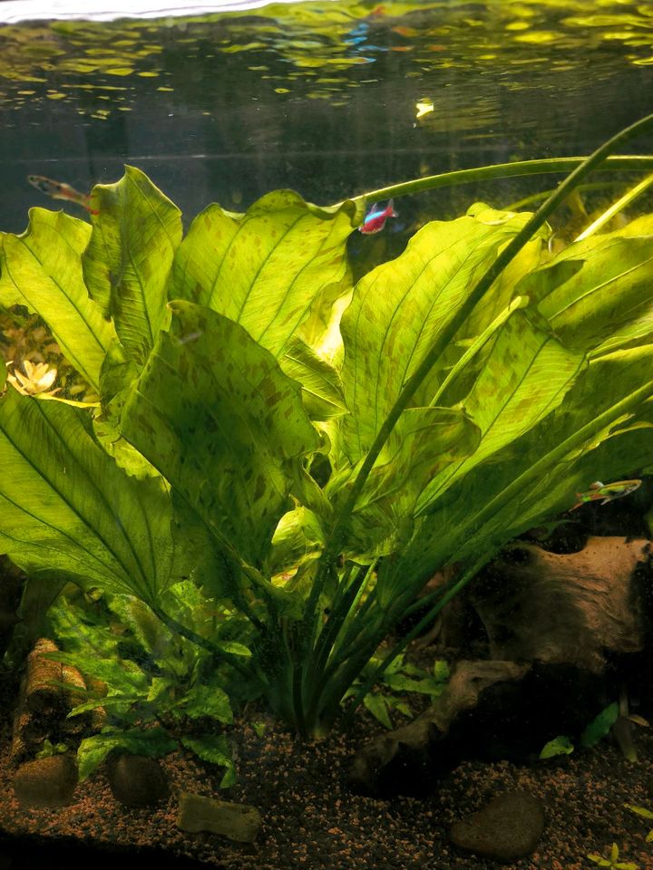 Aquarium Pflanzen Ableger Echinodorus Ozelot/ grün in Herford