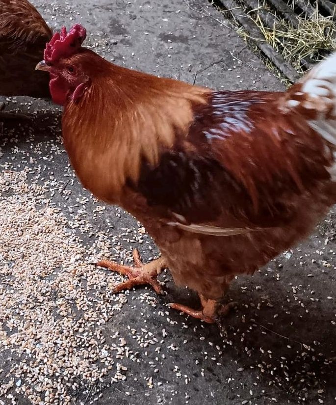 Junger Hahn abzugeben in Leutkirch im Allgäu