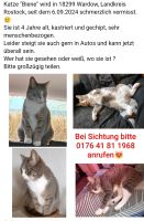 Katze vermißt Güstrow - Landkreis - Wardow Vorschau