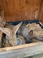 Deutsche Riesen Schecken Hase Kaninchen Rammler Rheinland-Pfalz - Berod bei Wallmerod Vorschau
