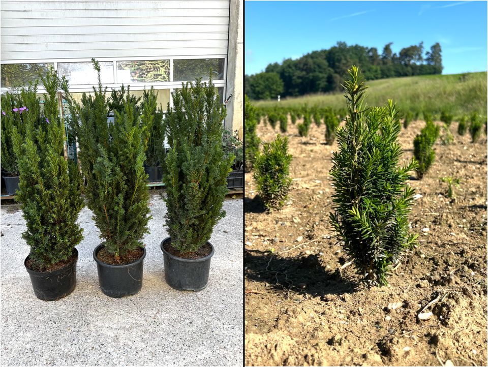 Taxus media 'Hillii' Eibe (Bechereibe) | Bayernhecke, in Ingoldingen