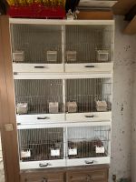 Zuchtboxen für Vögel Nordrhein-Westfalen - Voerde (Niederrhein) Vorschau