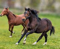 Appaloosa Jährlingsstute Sachsen-Anhalt - Jerichow Vorschau