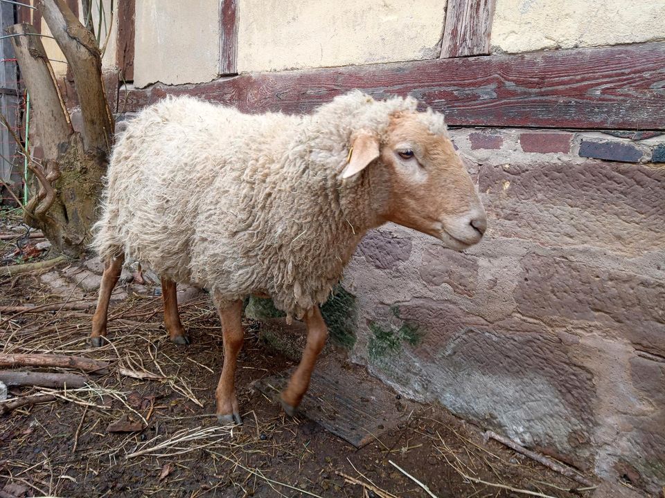 Weibliche Schafe abzugeben, 4 Auen und 1 junges weibliches Schaf in Friedland