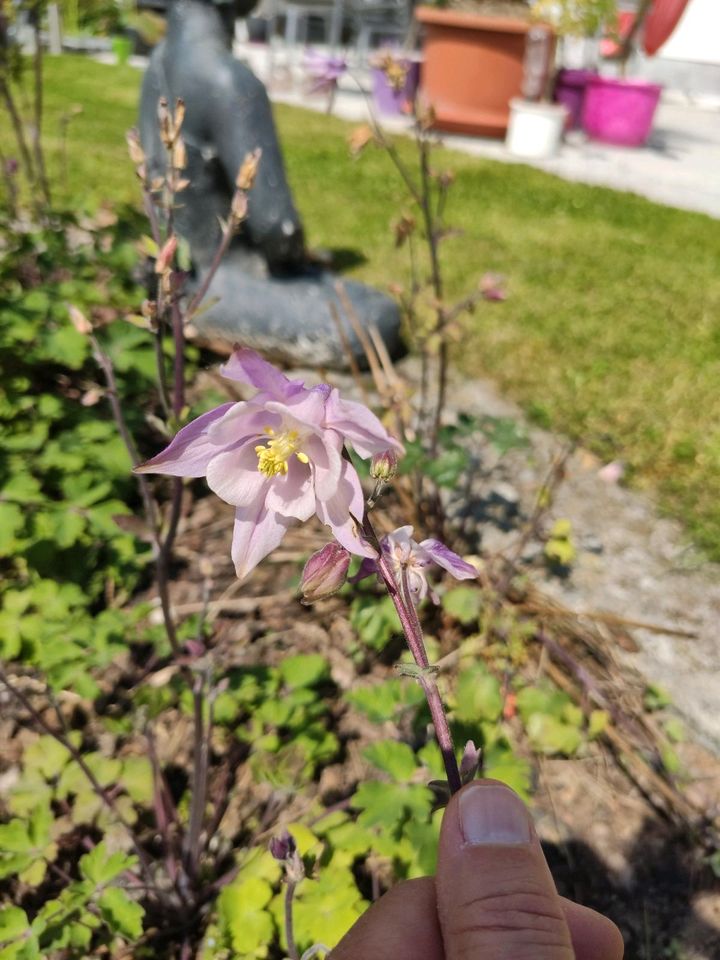 Akelei bienenfreundlich lila rosa himbeerrot in Weitramsdorf