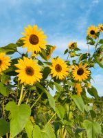 Tobinambur Jungpflanzen/ Setzlinge Die Urkartoffel Sonnenblume Baden-Württemberg - Karlsruhe Vorschau