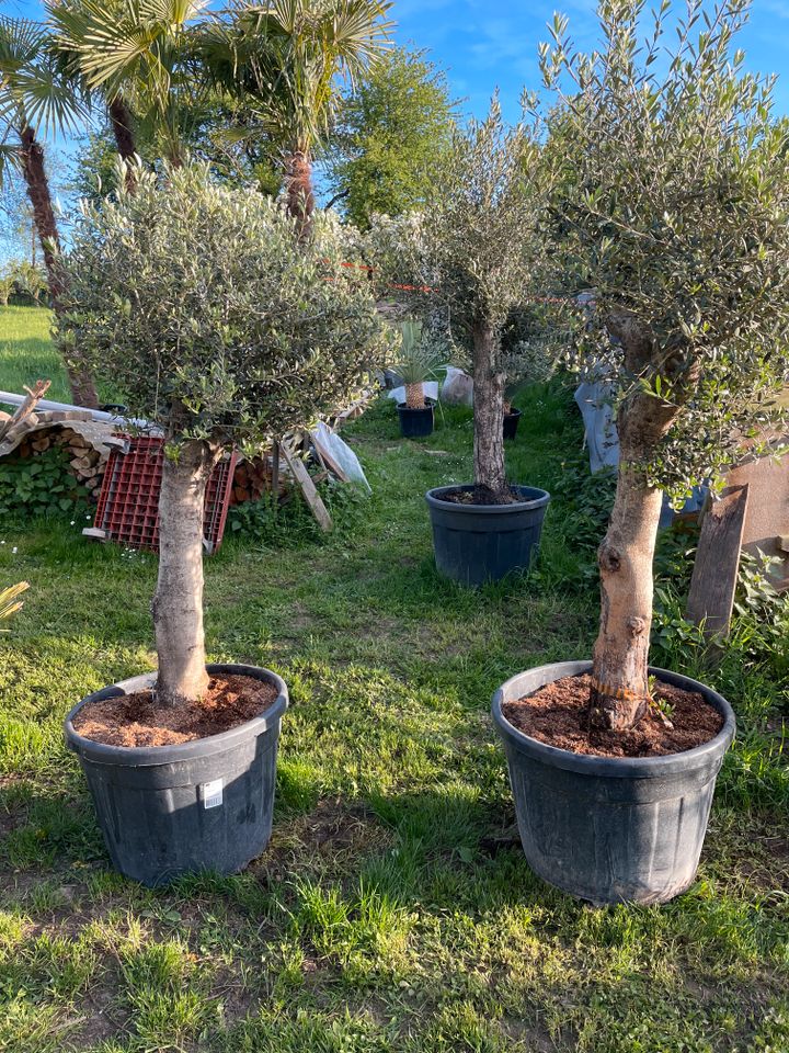 Schöne Olivenbäume Olea Europaea -dicker Stamm-ca. 1,60 M hoch in Bad Bergzabern