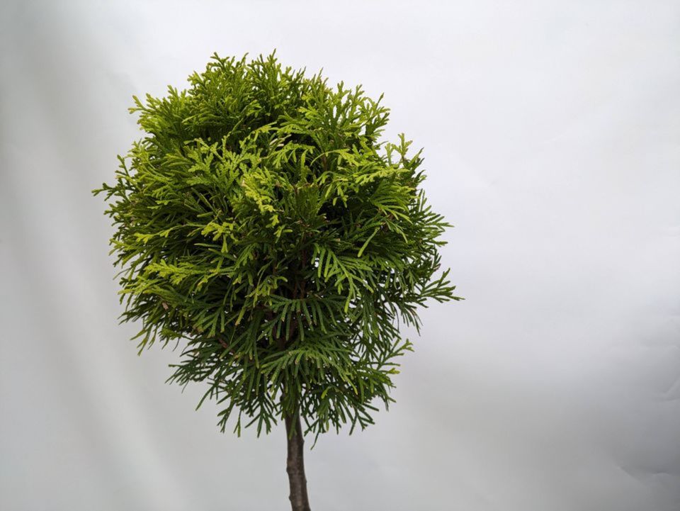 winterharte Formgehölze, Gartenbonsai in Lingenfeld