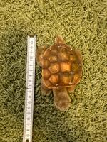 Steiff Schildkröte Sammeln Alt klein siehe Fotos Baden-Württemberg - Aalen Vorschau