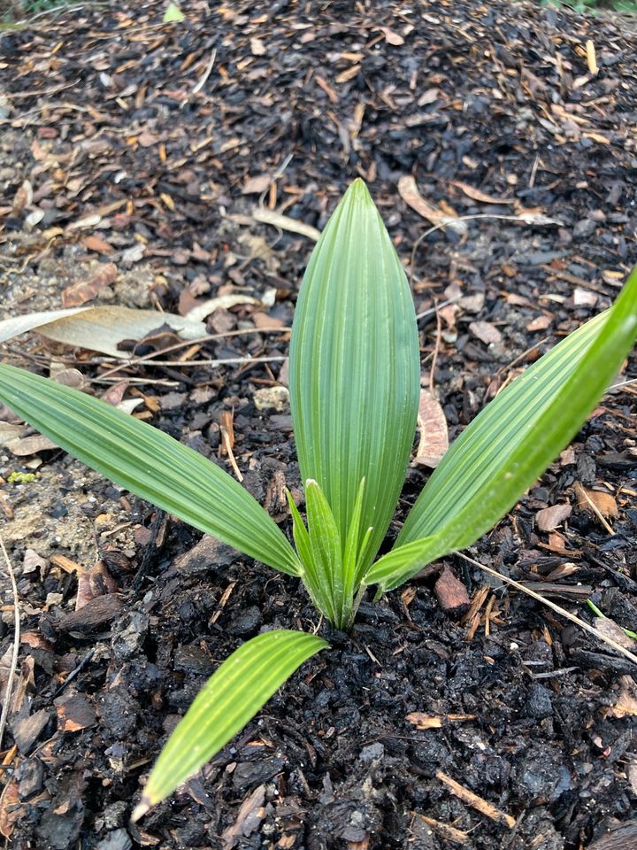 Palmen Trachycarpus fortunei in Bühl