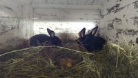 Kaninchen, Hasen Jungtiere Sachsen - Burkhardtsdorf Vorschau