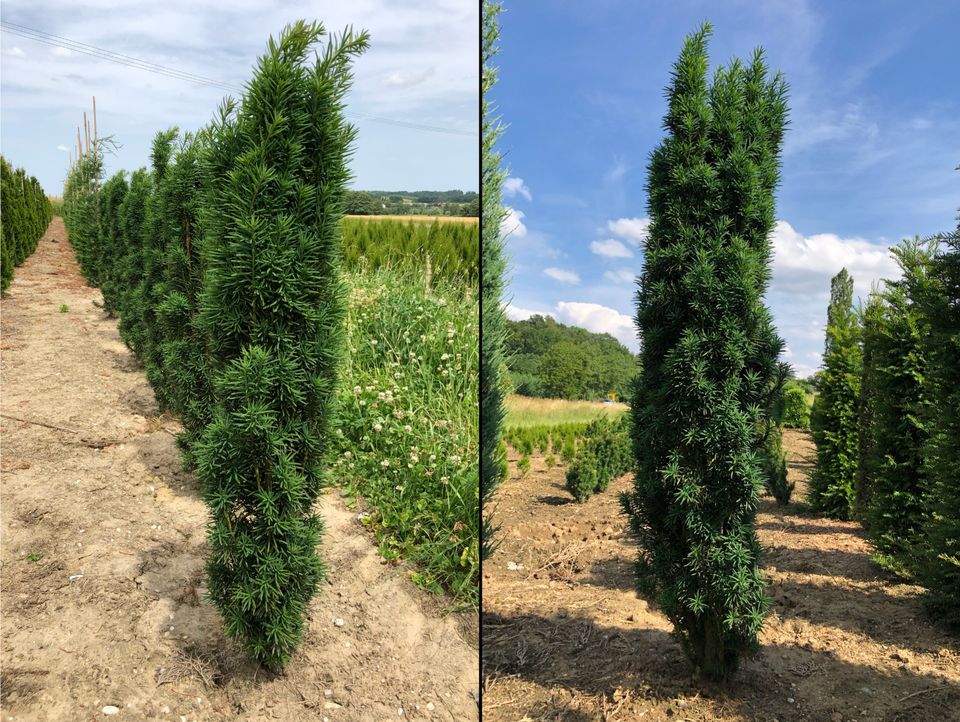 Toskana - Eibe / Taxus Fastigiata Robusta (Mittelmeerzypresse) in Elsendorf