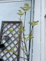 Pflanze Baum für Garten oder Balkon vermtl Blauregen 2m Eimsbüttel - Hamburg Eimsbüttel (Stadtteil) Vorschau
