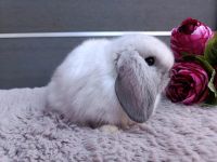 Zwergwidder Mini Lop Zwergkaninchen Minilop Sallander Nordrhein-Westfalen - Wickede (Ruhr) Vorschau