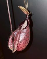 Nepenthes rafflesiana-globosa hybride Bayern - Eichstätt Vorschau