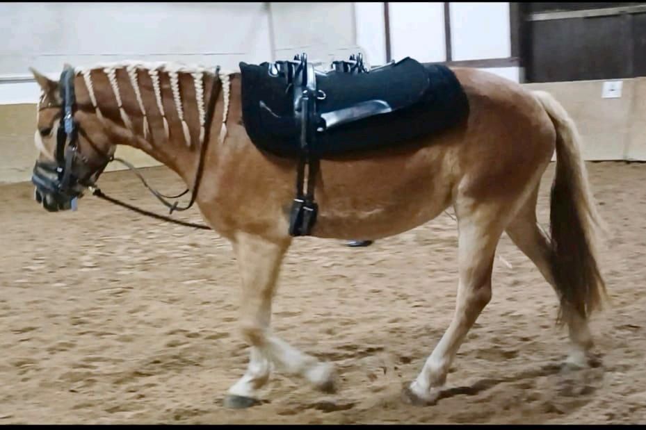 Pflegebeteiligung Reitbeteiligung - Reiten Pferd Pony Offenstall in Grünberg