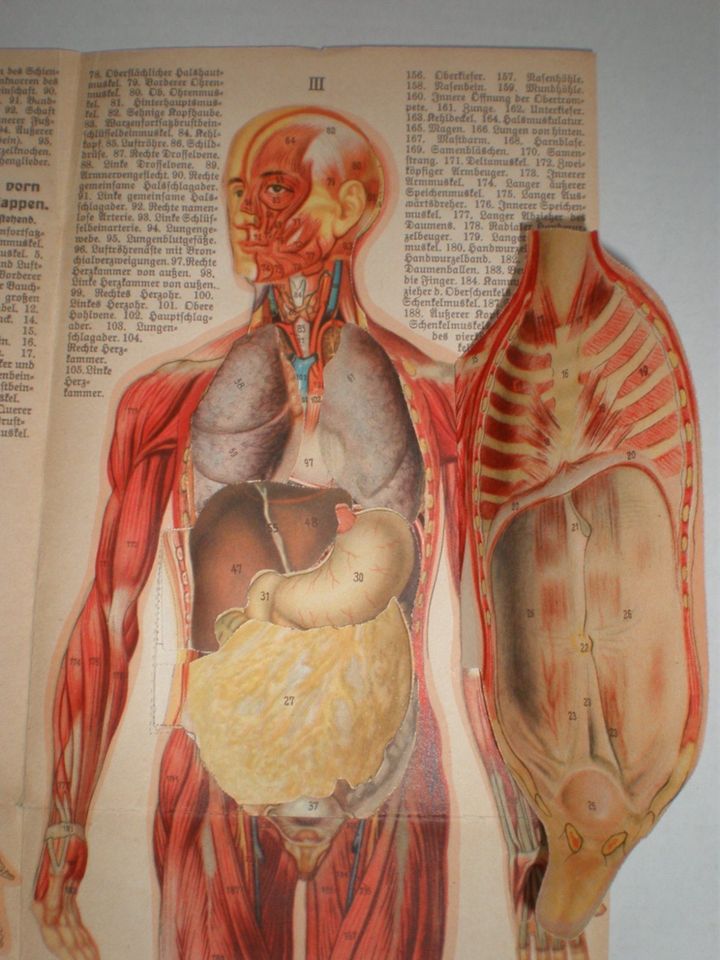 ANTIKE BILDTAFELN-LEHRTAFELN-ANATOMIEBLATT-ANATOMIE-KÖRPER-CORPUS in Berlin