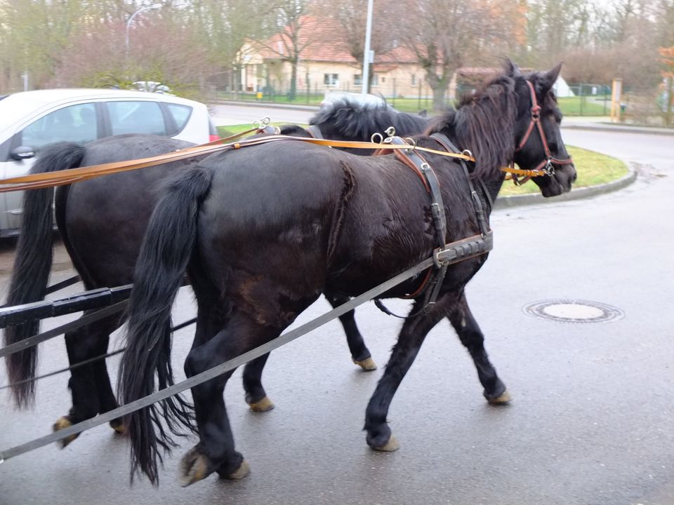 Gespann Arbeitspferde! in Rudersdorf