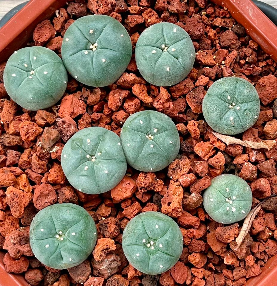 Lophophora williamsii (Preis pro Stück) + Samen zur Zucht in Hainspitz