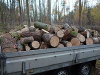 Brennholz in 30 cm Klötze geschnitten Brandenburg - Lychen Vorschau