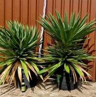 Yucca gloriosa Stamm bildende winterharte Yucca Nordrhein-Westfalen - Delbrück Vorschau