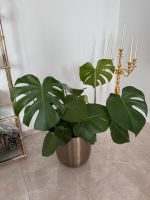 Gesunde Monstera Indoor Zimmerpflanze ohne Topf plants Berlin - Mitte Vorschau