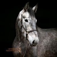 Zauberhafte, kuschlige Stute/Reitpferd/Pferd Schleswig-Holstein - Traventhal Vorschau