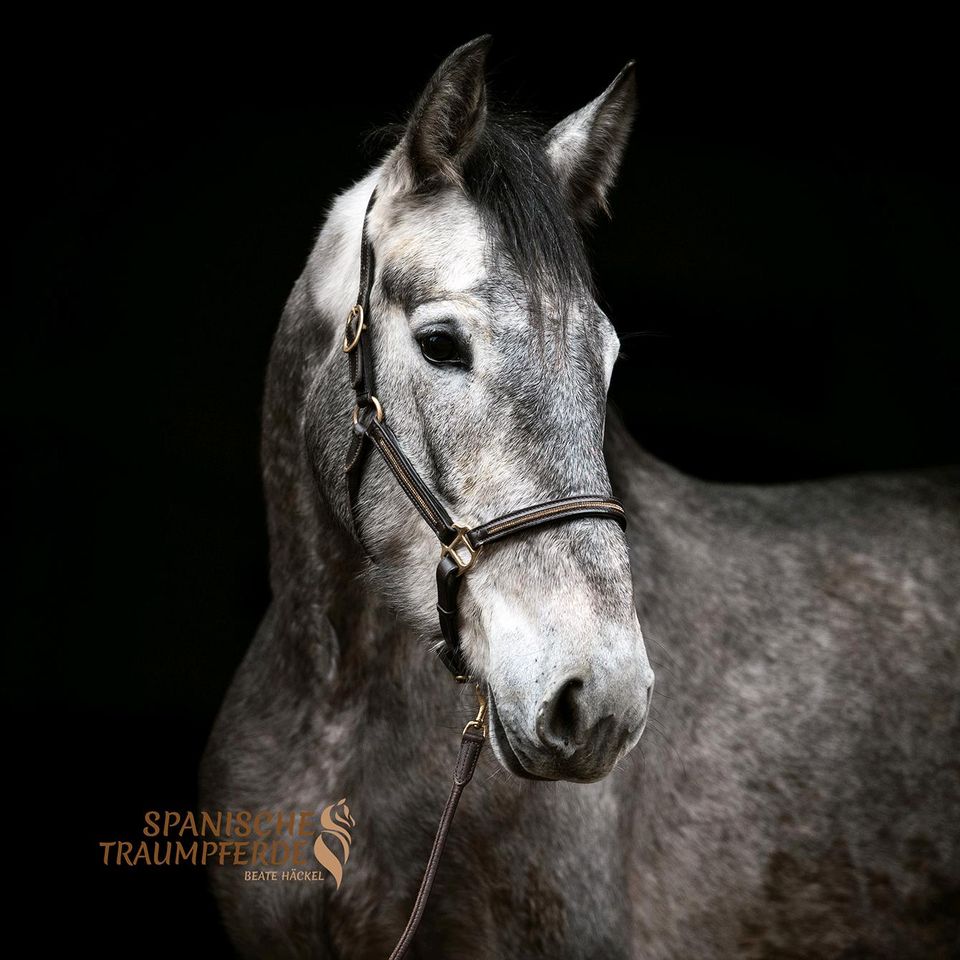 Zauberhafte, kuschlige Stute/Reitpferd/Pferd in Traventhal