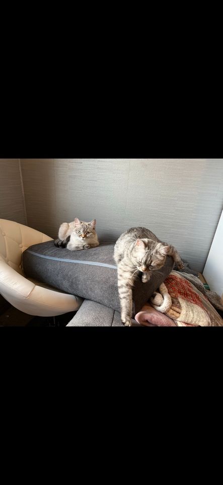 2 kleine British Kurzhaar Katzen abzugeben in Kindelbrück