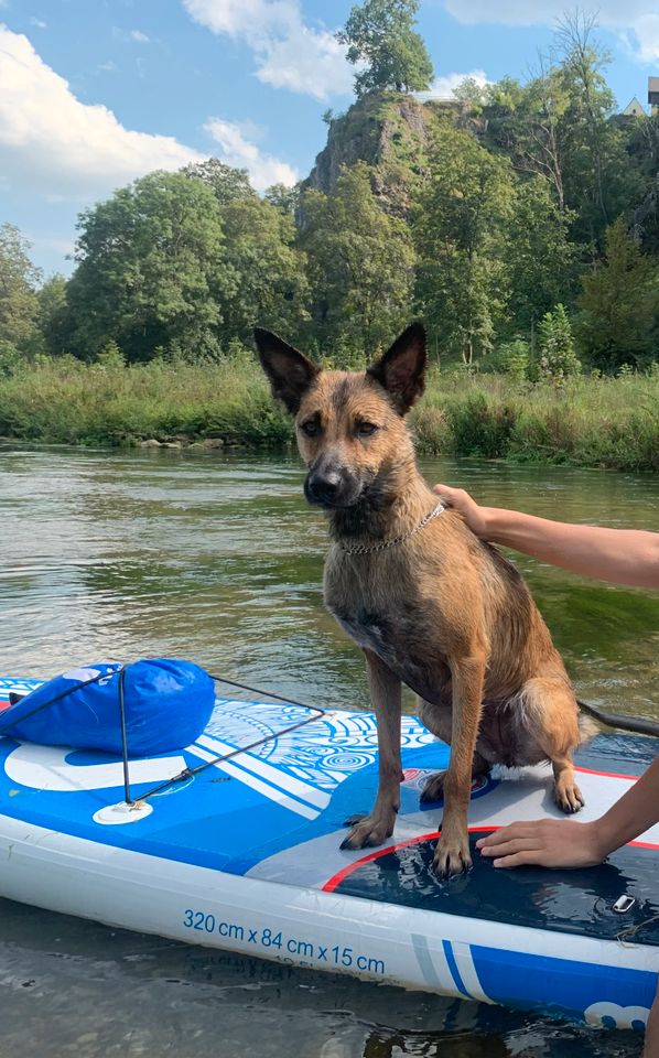 Mali Mischling Hündin 3 Jahre, Malinoi x Altdeutscherhütehund in Buttenwiesen