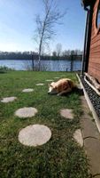 Ferienhaus am See mit Hund , Sauna, privatem Seezugang in Barßel Niedersachsen - Barßel Vorschau