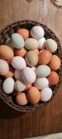 Verkaufen  Eier von unseren  freilaufenden Hühnern Nordrhein-Westfalen - Horn-Bad Meinberg Vorschau