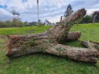 Walnussbaum Bayern - Wettstetten Vorschau