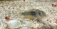 Corydoras aeneus ( Metallpanzerwels ) Dortmund - Hörde Vorschau