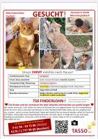 Kater Jimmy aus 41169 Mönchengladbach Nordrhein-Westfalen - Mönchengladbach Vorschau